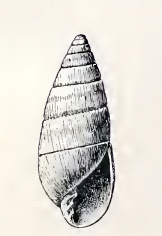 Pyramidella achates